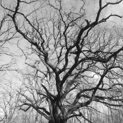 Arbre remarquable : La lutine