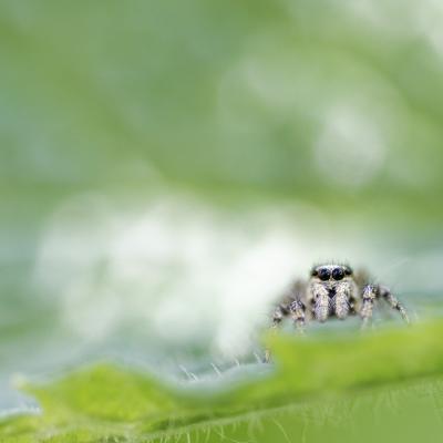 Voyage en arc en ciel : Le guetteur
