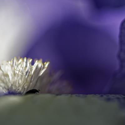 Voyage en arc en ciel : Onirisme